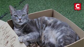 INEI incorporará preguntas sobre mascotas en la Enaho para conocer su cuidado y condiciones de vida