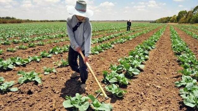 Sullana: Ofrecen 3 mil puestos de trabajo en agricultura para ir a Israel