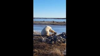 YouTube: Historia de oso polar acariciando a un perro tuvo un inesperado final