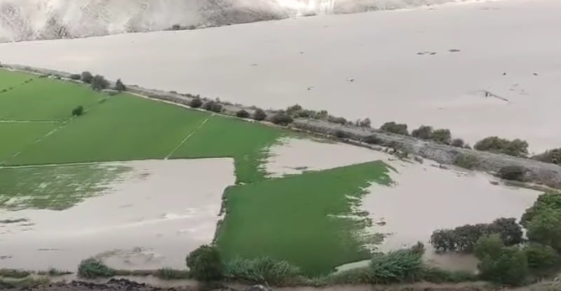 Agricultores afectados por el ingreso de agua del río Ocoña aún no se recuperan de la inundación de los cultivos de arroz (Foto: Difusión)