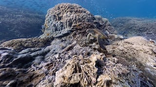 Street View Oceans: Google muestra los corales del mundo
