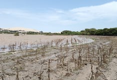 Río Pisco en alerta roja y arrasa cultivos de maíz, algodón y frutales