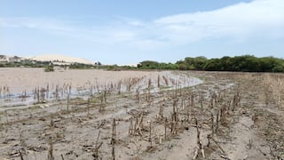 Río Pisco en alerta roja y arrasa cultivos de maíz, algodón y frutales
