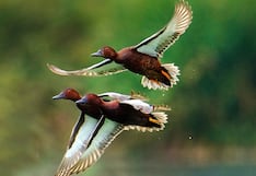 Piura: “Trío de patos colorados” fue la foto ganadora del concurso de los Humedales