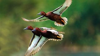Piura: “Trío de patos colorados” fue la foto ganadora del concurso de los Humedales