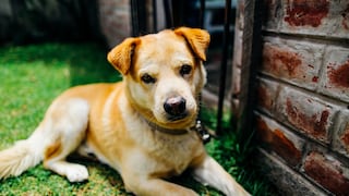 Erliquiosis canina: Recomendaciones para proteger a tu mascota