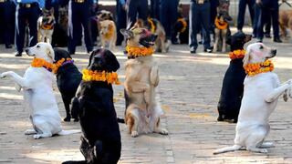 En festival rinden homenaje a los perros por su lealtad y amistad (FOTOS)