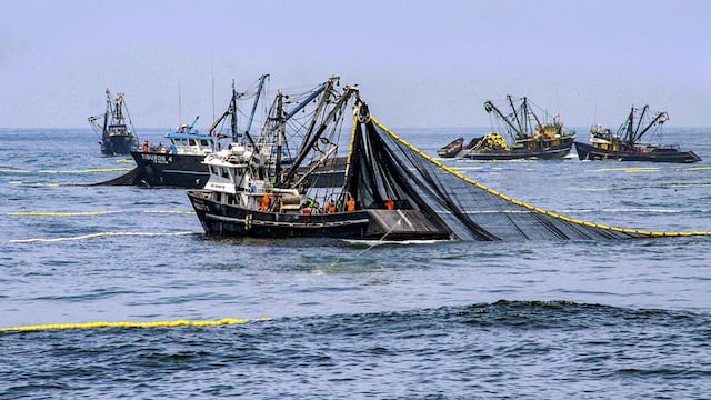 Primera temporada de pesca de anchoveta generó exportaciones por US$ 1065 millones