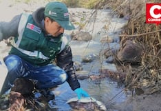 ANA inicia monitoreo en río Yuracyacu tras mortandad de truchas en Pariahuanca