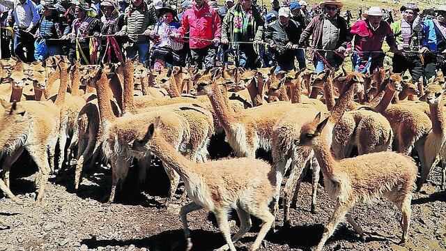 Chaccu para la esquila de fibra de vicuñas