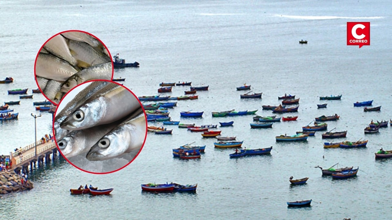 Fenómeno El Niño: lorna y pejerrey escasean en Terminal Pesquero de Chorrillos. Composición: Diario Correo.
