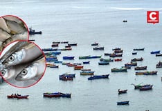 Fenómeno El Niño: lorna y pejerrey escasean en Terminal Pesquero de Chorrillos