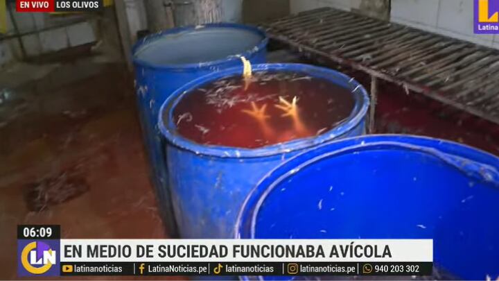 Municipalidad de Los Olivos intervino local clandestino de aves. Foto: Latina