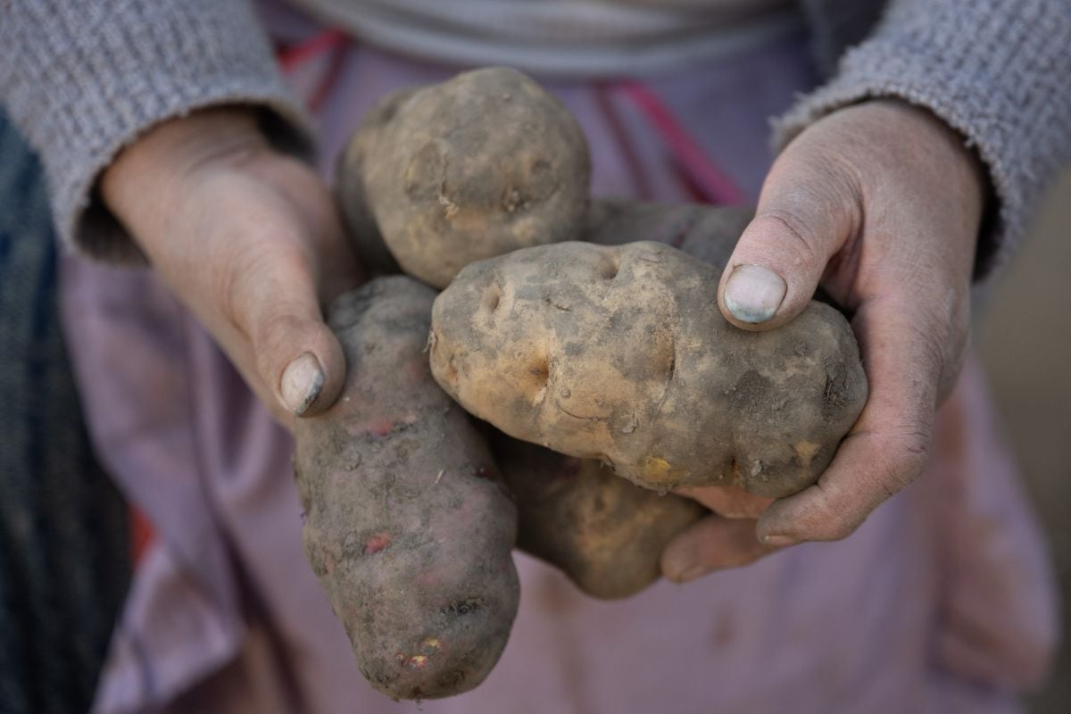 La papa es uno de los alimentos más consumidos alrededor del mundo. (Foto: Cris BOURONCLE / AFP)