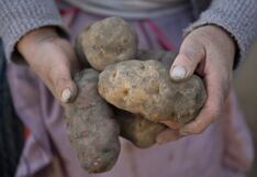 Junín: papa lidera proyección de siembra en más de 79 mil hectáreas para la campaña 2025-2026