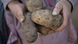 Junín: papa lidera proyección de siembra en más de 79 mil hectáreas para la campaña 2025-2026