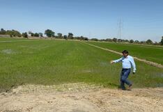 Piura: Agricultores preocupados por año seco y piden responsabilidad en el manejo del agua