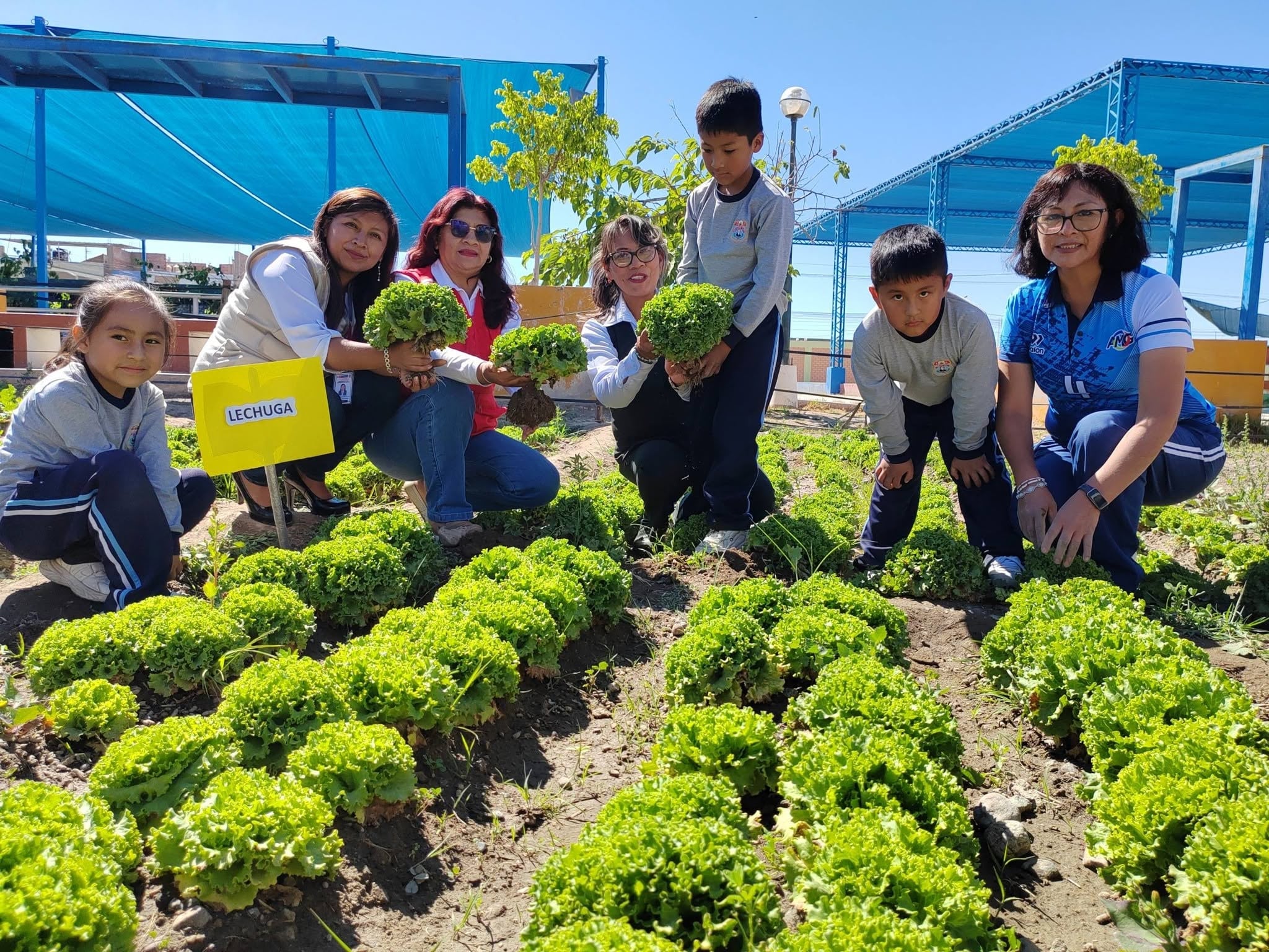 Estudiantes de Majes cosechan verduras para sus desayunos escolares