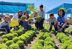 Arequipa: estudiantes de Majes cosechan verduras para sus desayunos escolares