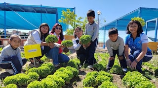 Arequipa: estudiantes de Majes cosechan verduras para sus desayunos escolares