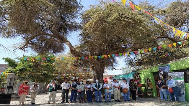 Reconocen huarango de 600 años como árbol patrimonial en la provincia de Nasca 