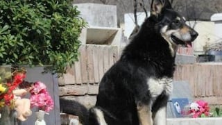 Amor eterno: Perro duerme sobre tumba de su dueño desde hace 6 años