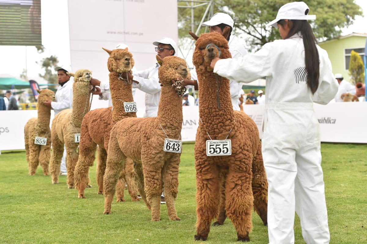 Arequipa celebrará a la alpaca este 01 de agosto. (Foto: AIA - Asociación Internacional de la Alpaca)