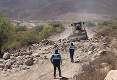 Arequipa: Destruyen árboles nativos de 50 años para abrir carretera en Quequeña