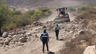 Arequipa: Destruyen árboles nativos de 50 años para abrir carretera en Quequeña