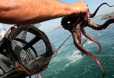Piura: Produce establece cuota de 740 toneladas para el recurso pulpo en el norte del país