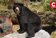 Huancavelica: Avistan oso de anteojos en el Bosque Nublado de Amaru