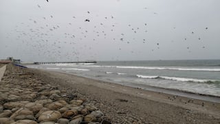 Chincha: las playas Lurinchincha y Cruz Verde son consideradas no saludables