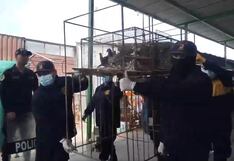 Tacna: Municipio devuelve 134 animales decomisados en mercado Terminal Pesquero