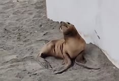 El Niño Costero: Lobos marinos aparecen varados en las playas de Mollendo