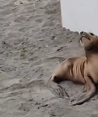 El Niño Costero: Lobos marinos aparecen varados en las playas de Mollendo (Foto: Captura Puerto Bravo Noticias)
