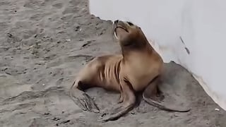 El Niño Costero: Lobos marinos aparecen varados en las playas de Mollendo