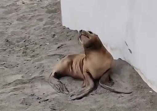 El Niño Costero: Lobos marinos aparecen varados en las playas de Mollendo (Foto: Captura Puerto Bravo Noticias)