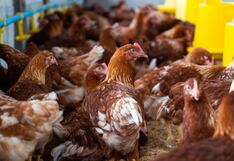 La Libertad lidera producción pecuaria a nivel nacional