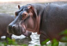 Mueren 50 hipopótamos en una reserva de África debido a una bacteria