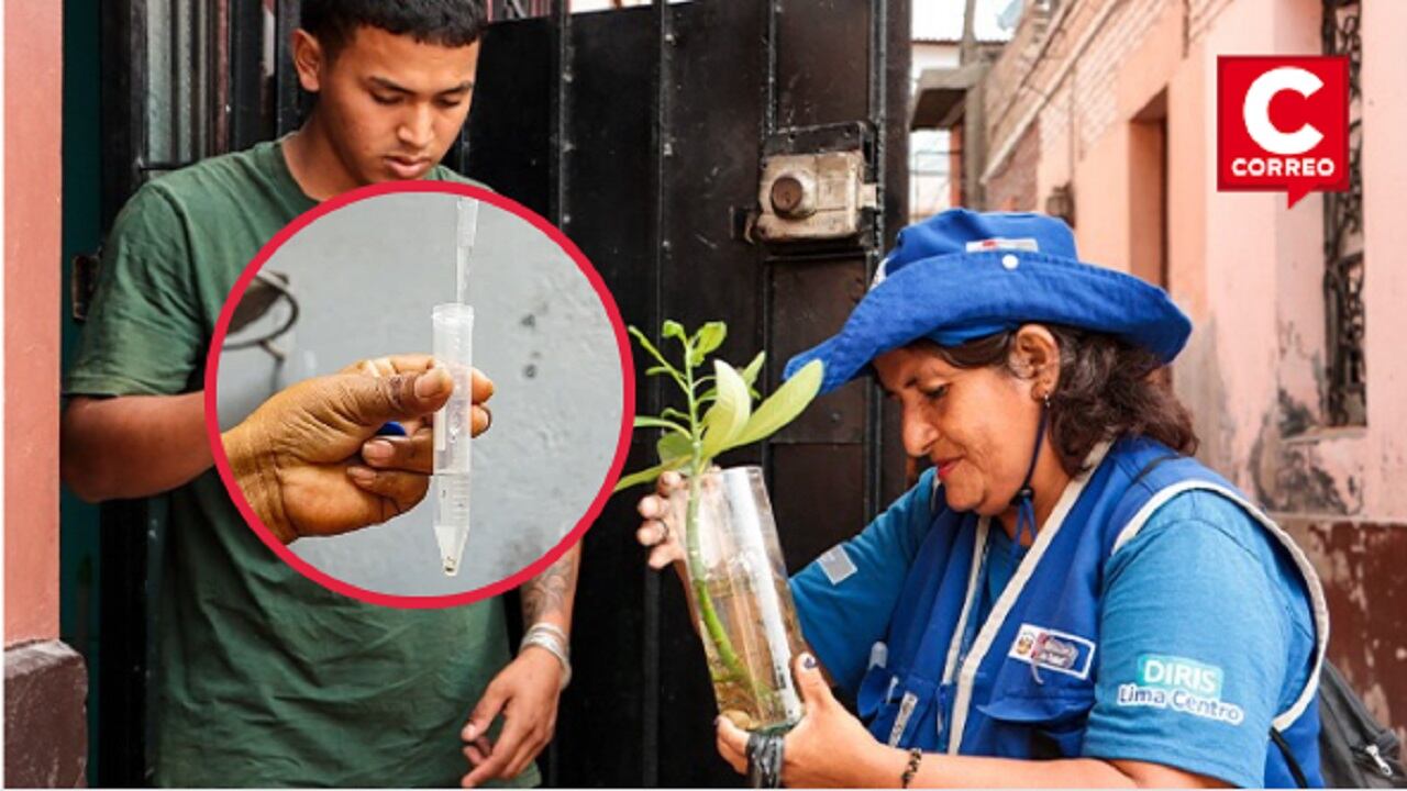 Ante la continuidad de las altas temperaturas, el ciclo del zancudo ha reducido a menos de siete días.