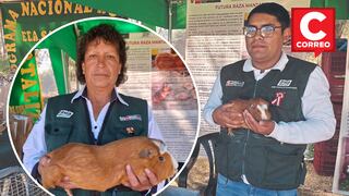 Junín: INIA lanza línea de cuy Mantaro que resiste cambios de temperatura