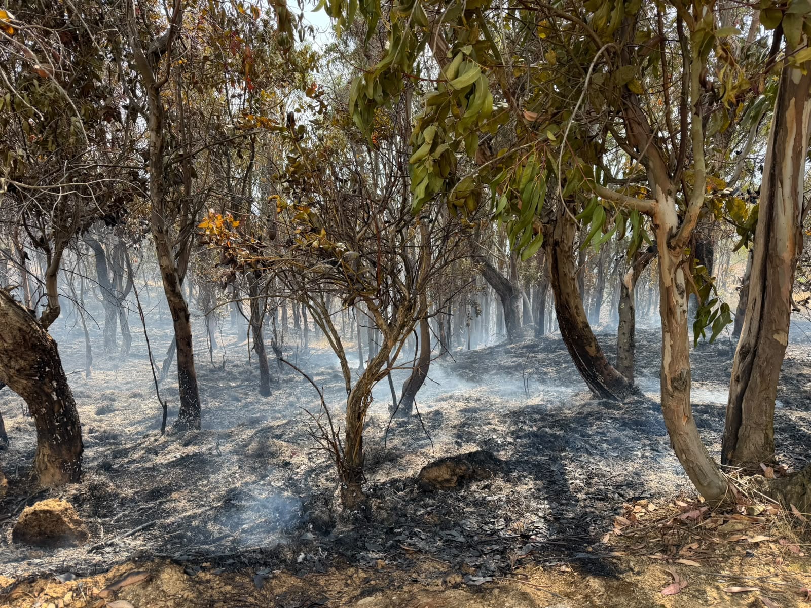 Junín: Controlan fuego en Hualhuas, pero deja daños considerables
