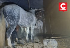 La Oroya: Roban caballos para venderlos como carne en mercados de la capital