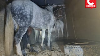 La Oroya: Roban caballos para venderlos como carne en mercados de la capital