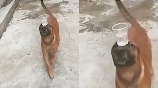 Perro demuestra su gran equilibrio llevando un vaso de agua encima de su hocico 