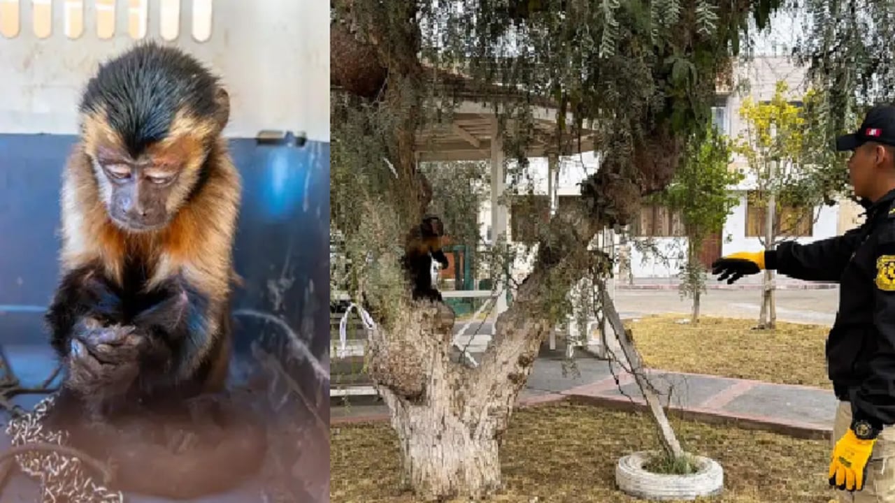 Mono machín negro escapó del cautiverio y fue rescatado en delicado estado en Ilo. (Foto: Serfor)