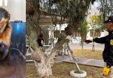 Rescatan a mono machín en Moquegua: Estaba encadenado y su estado de salud es reservado
