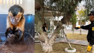 Rescatan a mono machín en Moquegua: Estaba encadenado y su estado de salud es reservado