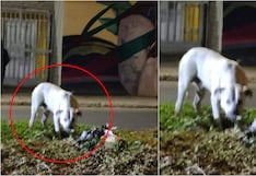 Pisco: Pitbull ataca a otro perro en parque de la urbanización Alborada