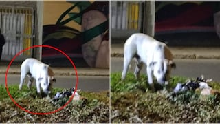Pisco: Pitbull ataca a otro perro en parque de la urbanización Alborada